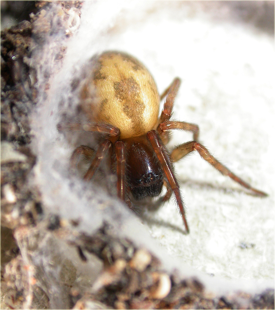 Arachnerds Lace Webbed Spiders Amaurobius sp.