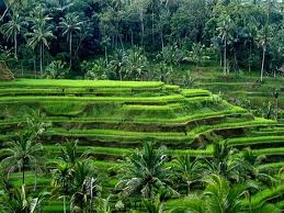 CEKING, UBUD