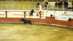 Course camarguaise... Olé !