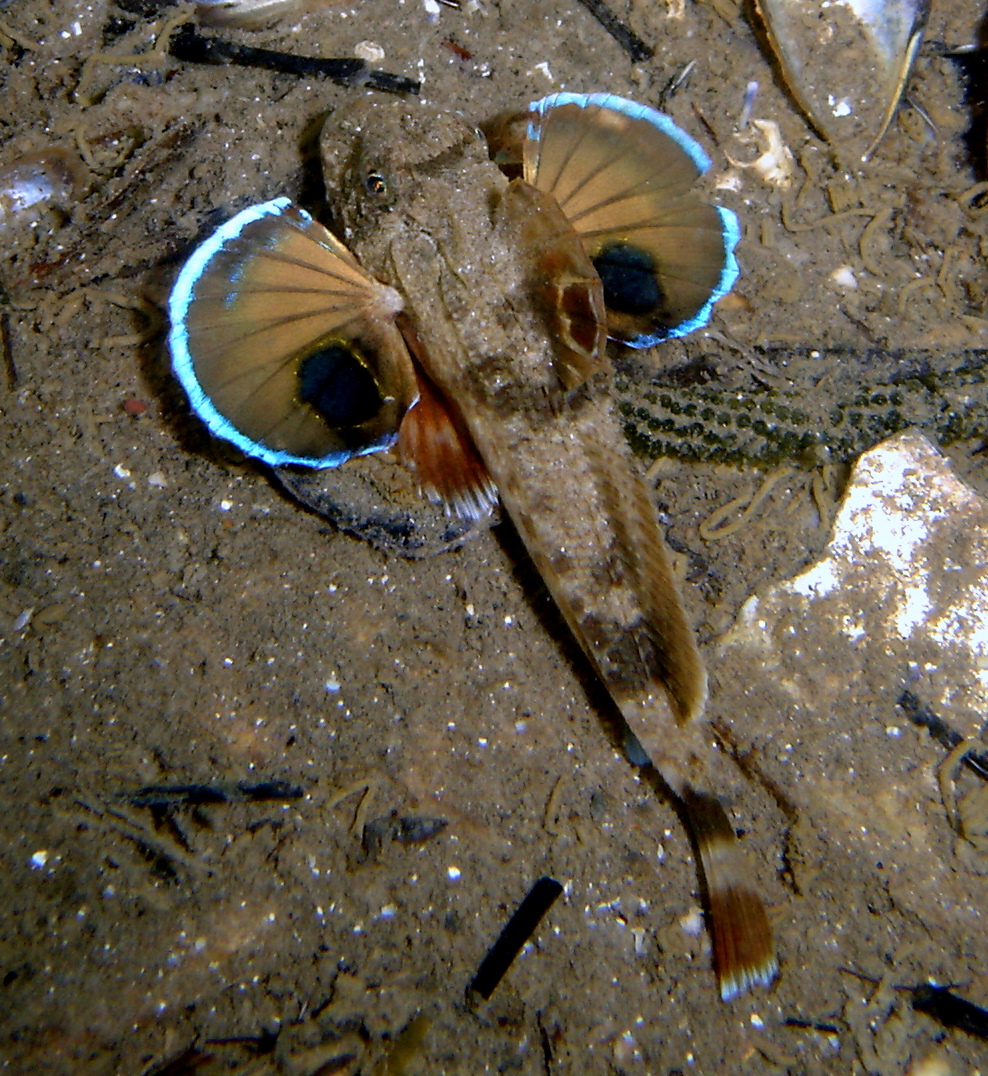 Real Monstrosities Sea Robin