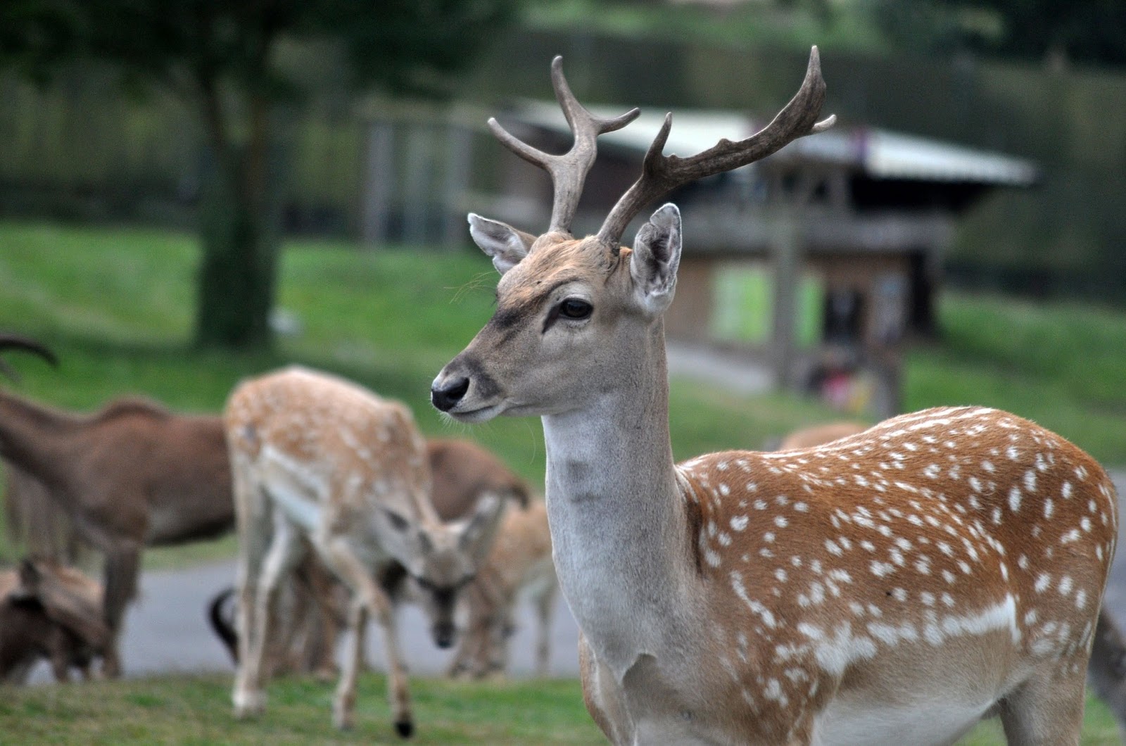 Where The Wild Things Are West Midlands Safari Park
