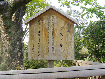 万博記念公園・日本庭園 名木 クスノキ