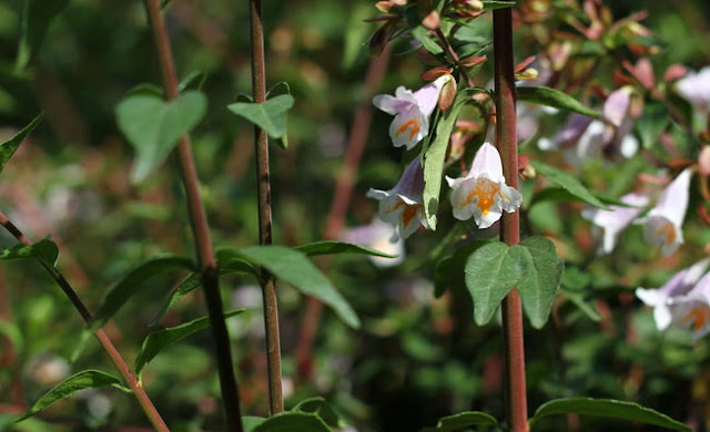 Abelia Parvifolia Flowers