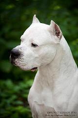 DOGO4U - ABOUT DOGO ARGENTINO