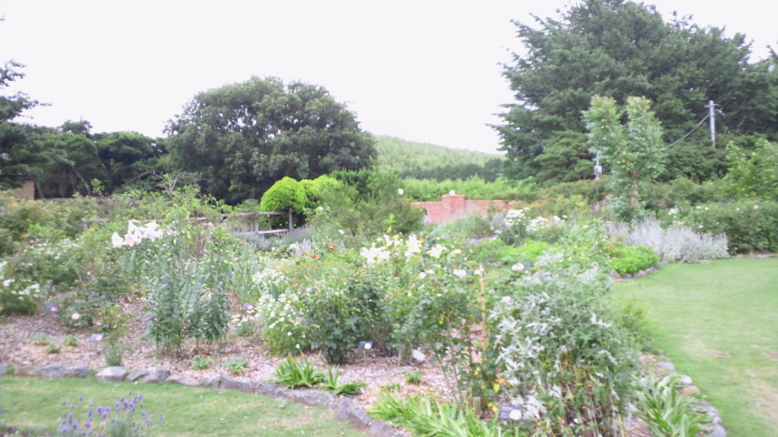 あこがれの ドリプレ ガーデン Hitomi S Favorite