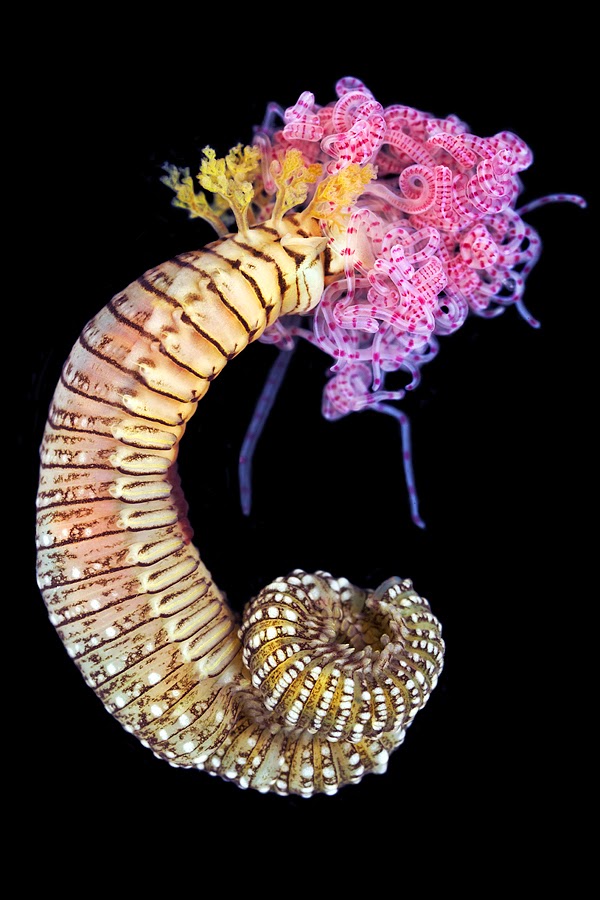 The Featured Creatures The Marine Worms