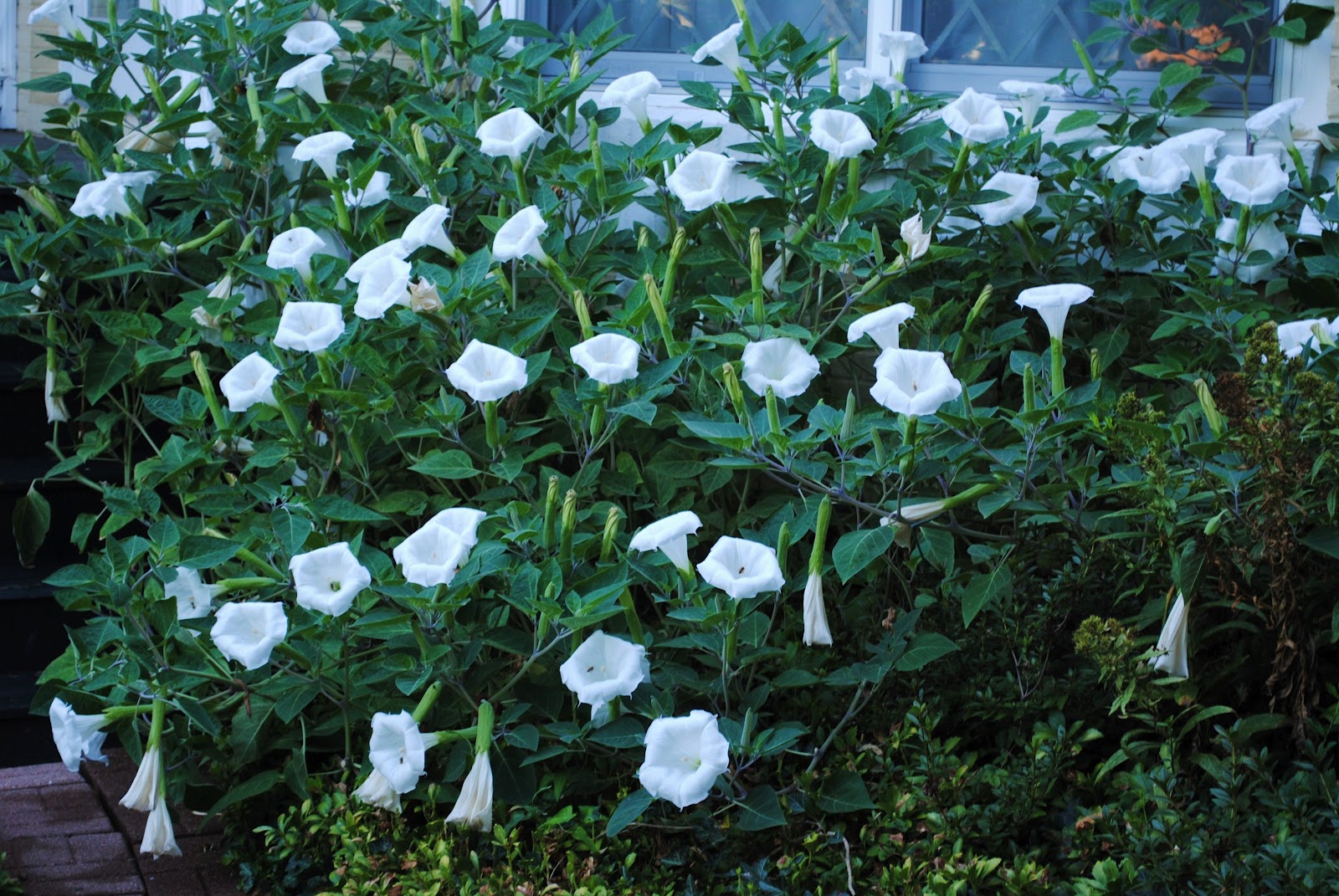 The Northern West Virginia Gardener Moonflower melodies