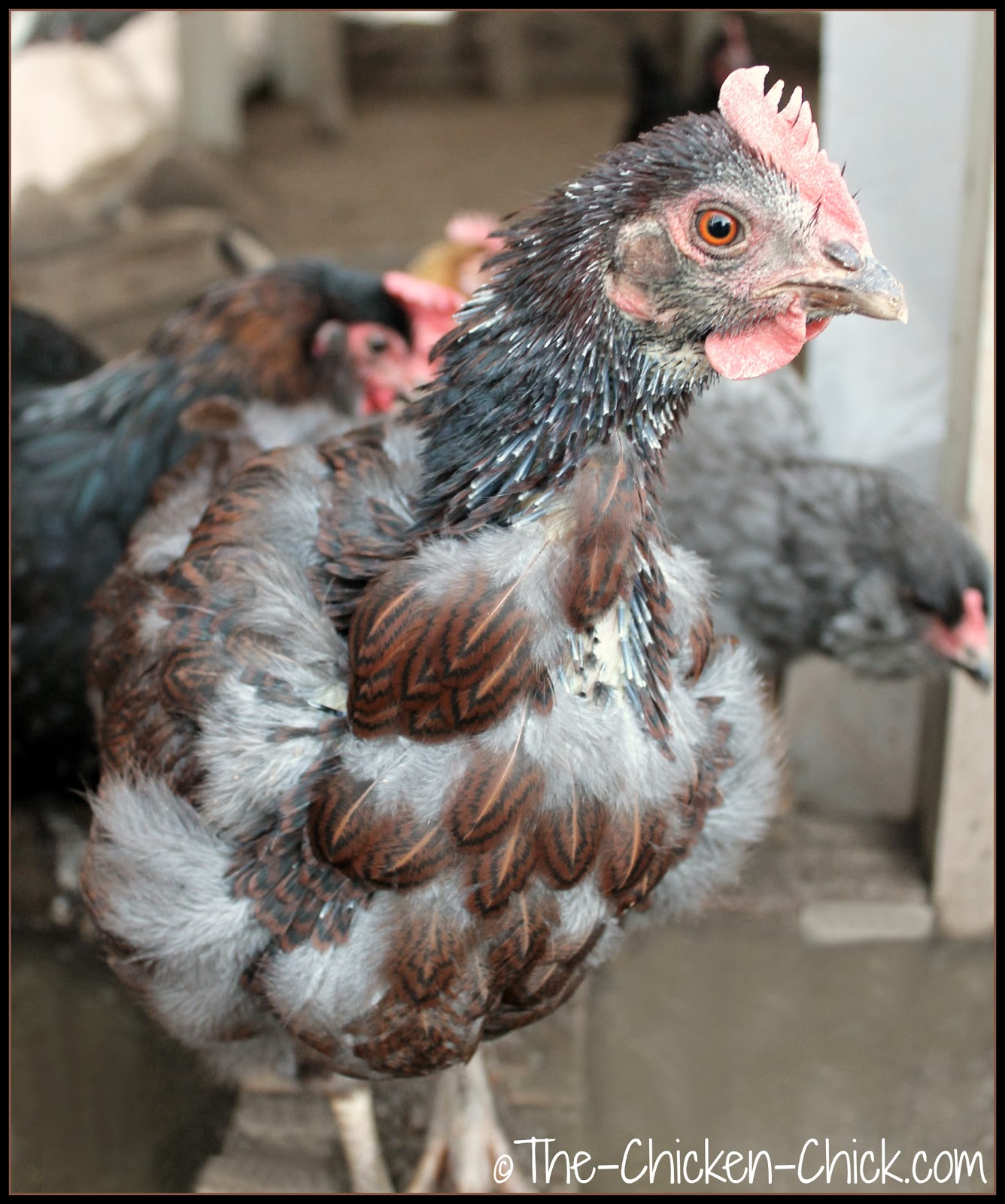 The Chicken Chick® Molting. What is it and How to Help Chickens Get