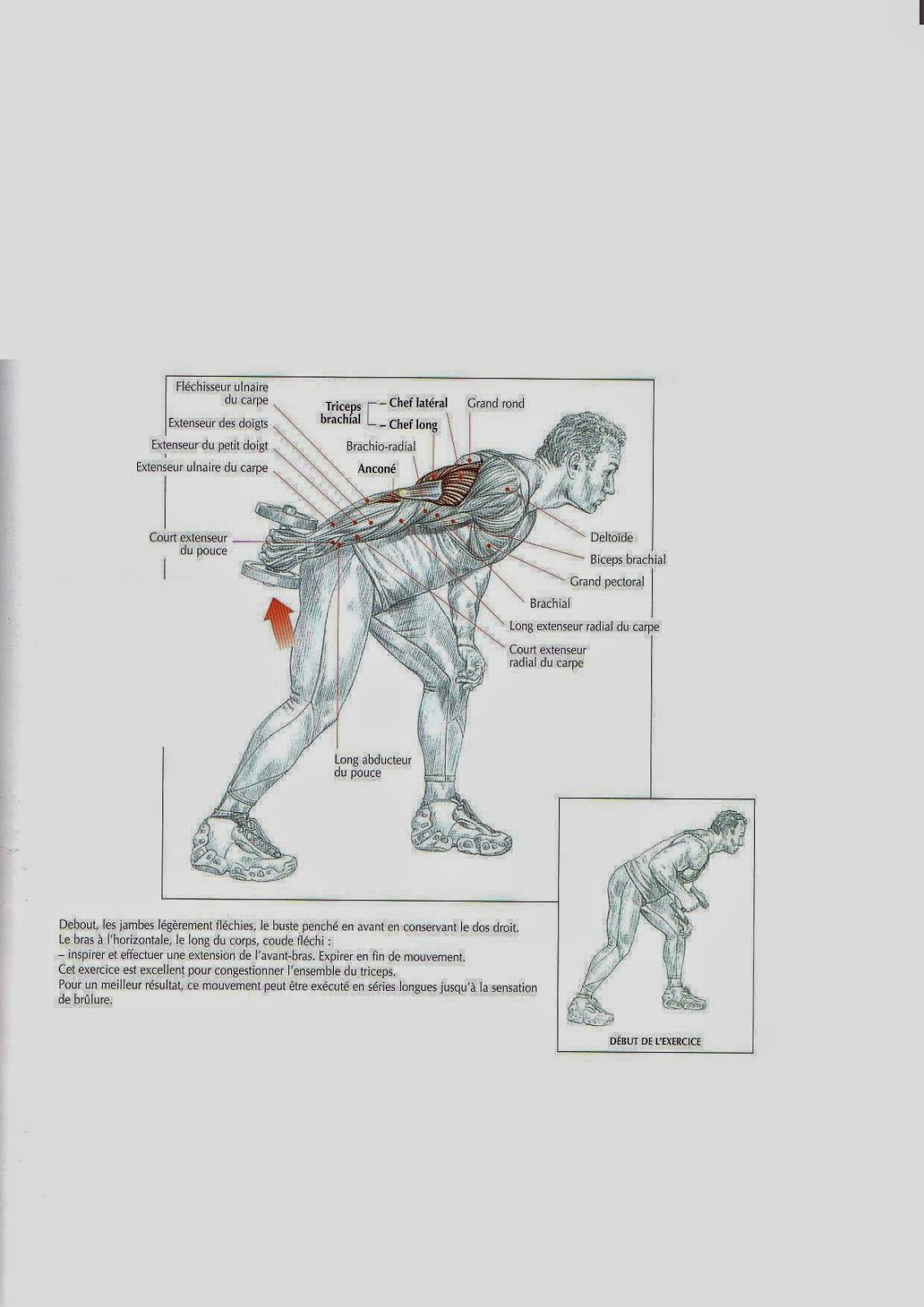 MUSCULATION extension alternée des avant bras avec un haltère buste