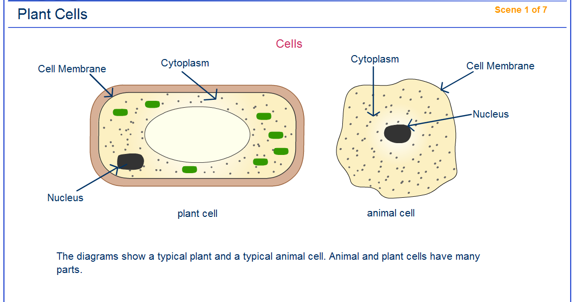 Tech Coach: Plant Cells
