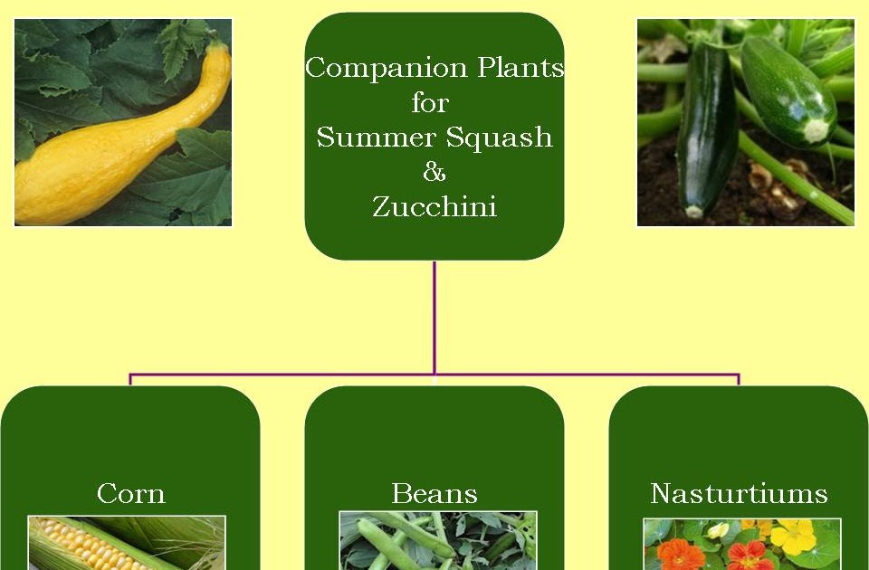 Gardening with Red Hill Companion Plants for Summer Squash & Zucchini