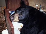 Black Bears do not harm let alone kill humans, unless provoked