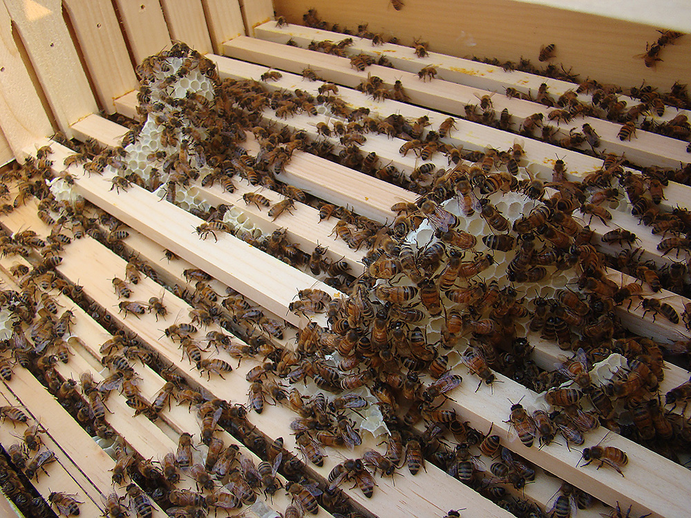 Rurification Serious Burr Comb