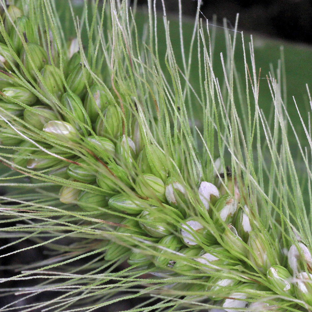 Gower Wildlife Bird seed aliens