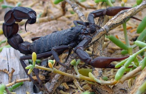 animalia,wild insect,scorpion,wild insect, wallpaper