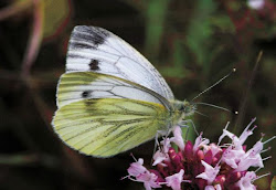 Green-veined White