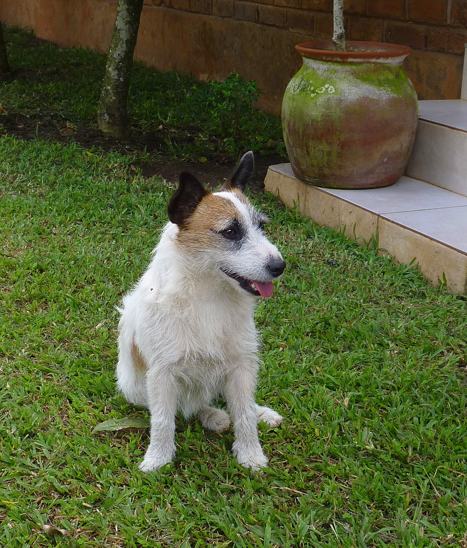 Birding For Pleasure SATURDAY CRITTERS Dogs in Blantyre, Malawi