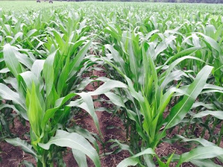 corn hybrid trial
