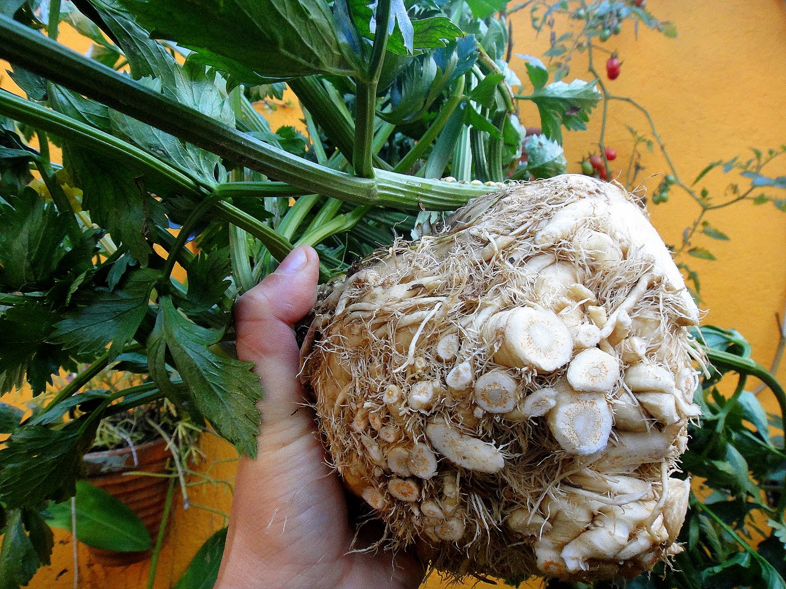 Aipo: Lebih dari Sekadar Sayuran, Harta Karun Nutrisi dari Dalam Tanah