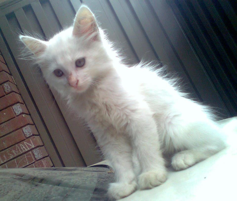 Russian Pure Kitten For Sale In Lahore Pets For Sale In Pakistan