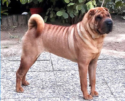 Origen del perro Shar Pei (China)