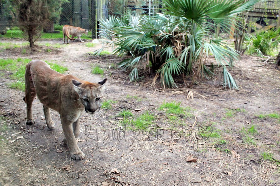 Sunday Snapshot Jacksonville zoo animals!