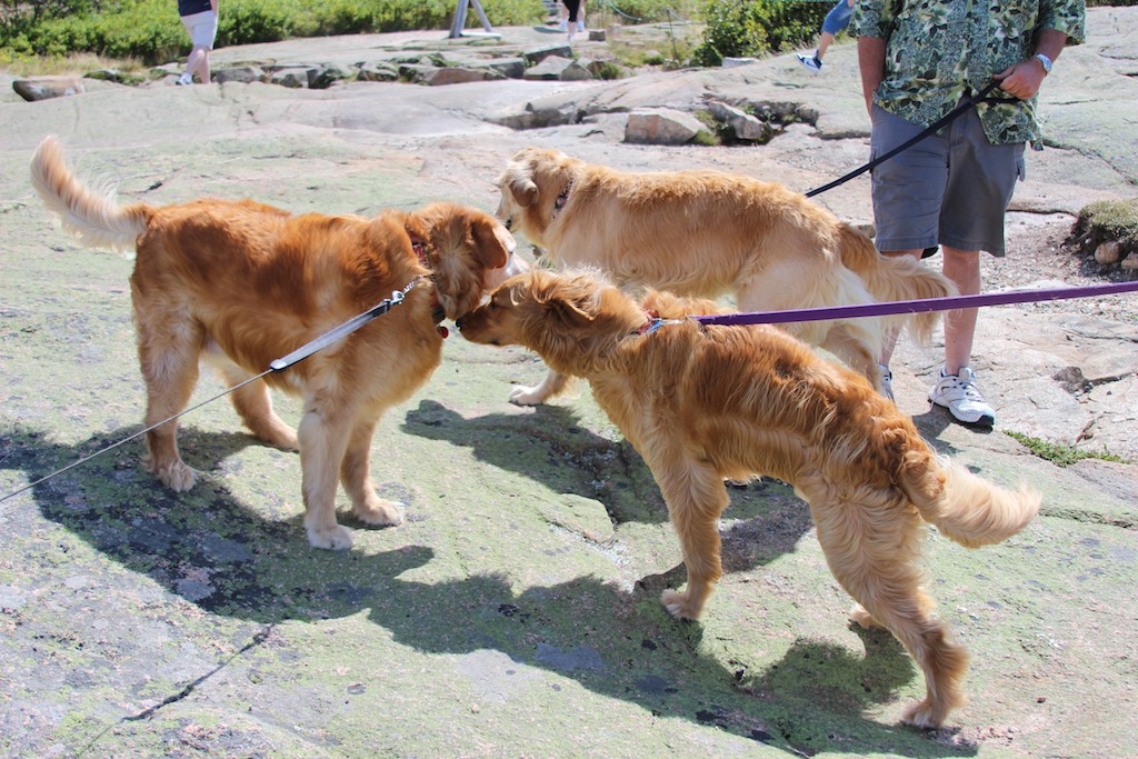 golden retriever convention ruffing it acadia national park golden retriever convention ruffing it acadia national park