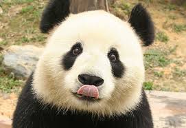 SUPPORT PANDAS BY SIGNING OUR PETITION