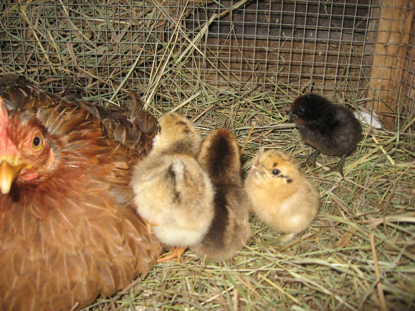 Dicky Bird's Nest Broody Hens are Mamas They Have Chicks!