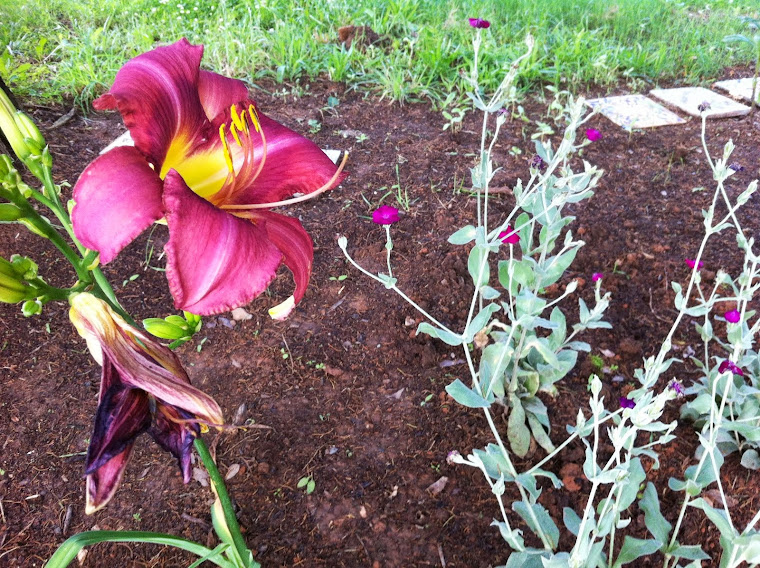 Daylily and Lychnis