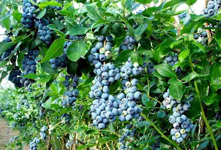 Blueberry, Makanan Bergizi Yang Dapat Di Konsumsi