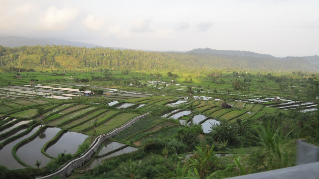 Paisaje de arrozales en Bali