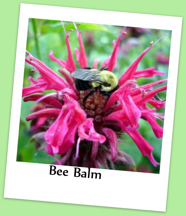 Top Ten Edible Flowers Your Chickens Will Love Fresh Eggs Daily®