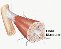 Fibra Muscular