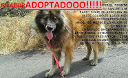 PALMERO HA SIDO ADOPTADO!!!!!  GRACIAS!!!!!!