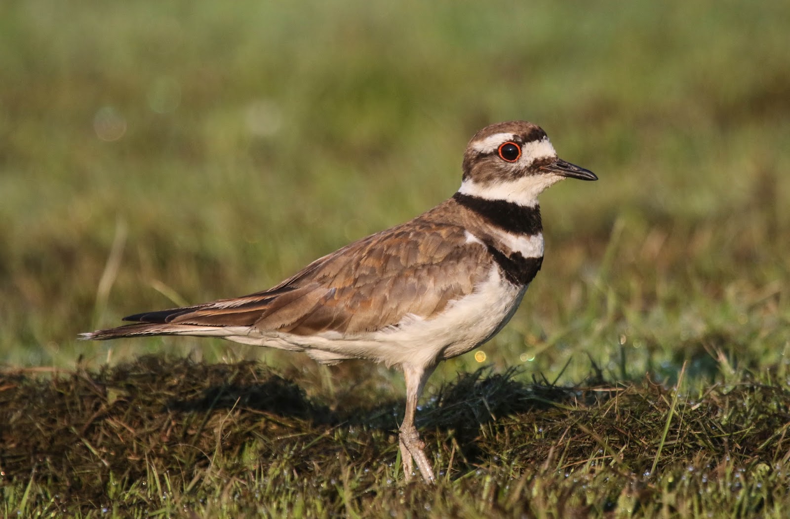 Gale's Photo and Birding Blog Juvenile Killdeer