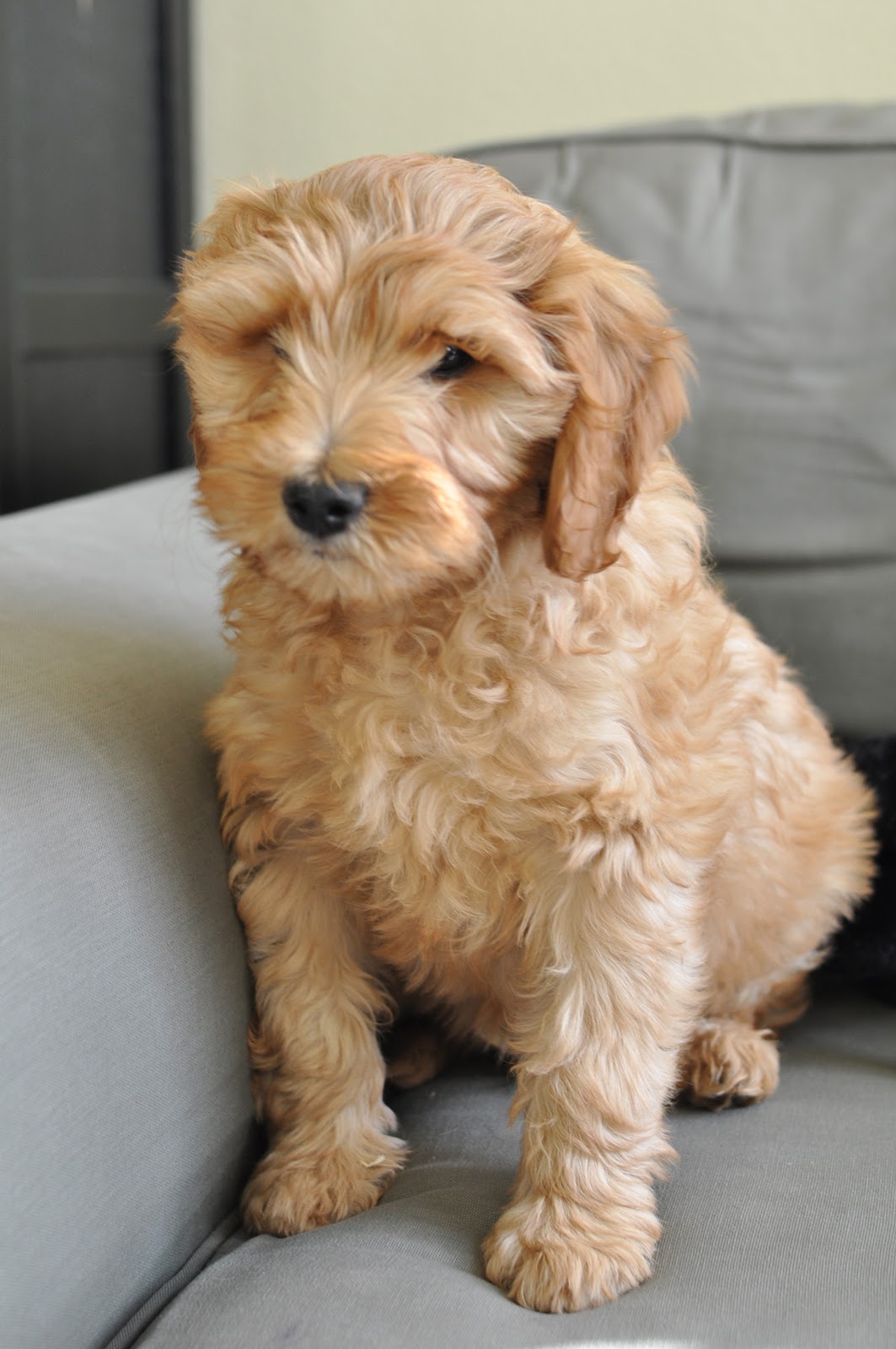 Faithful Doodles Available F1B Labradoodle Puppy! Southern
