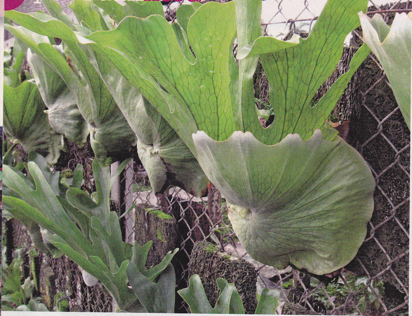 Flora Fauna Repotting Platycerum Tanduk Rusa