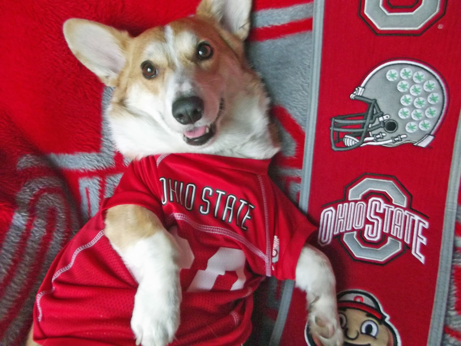 8 Buckeye Pups Who Will Warm Your Heart This Football Season Her Campus