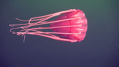 helmet jellyfish
