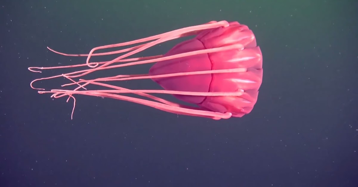 Real Monstrosities Helmet Jellyfish