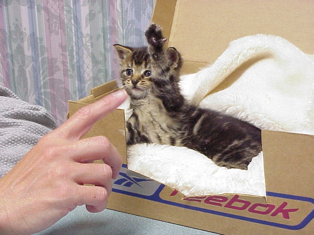 What should I do if the kitten is vomiting What should I do if the kitten is vomiting