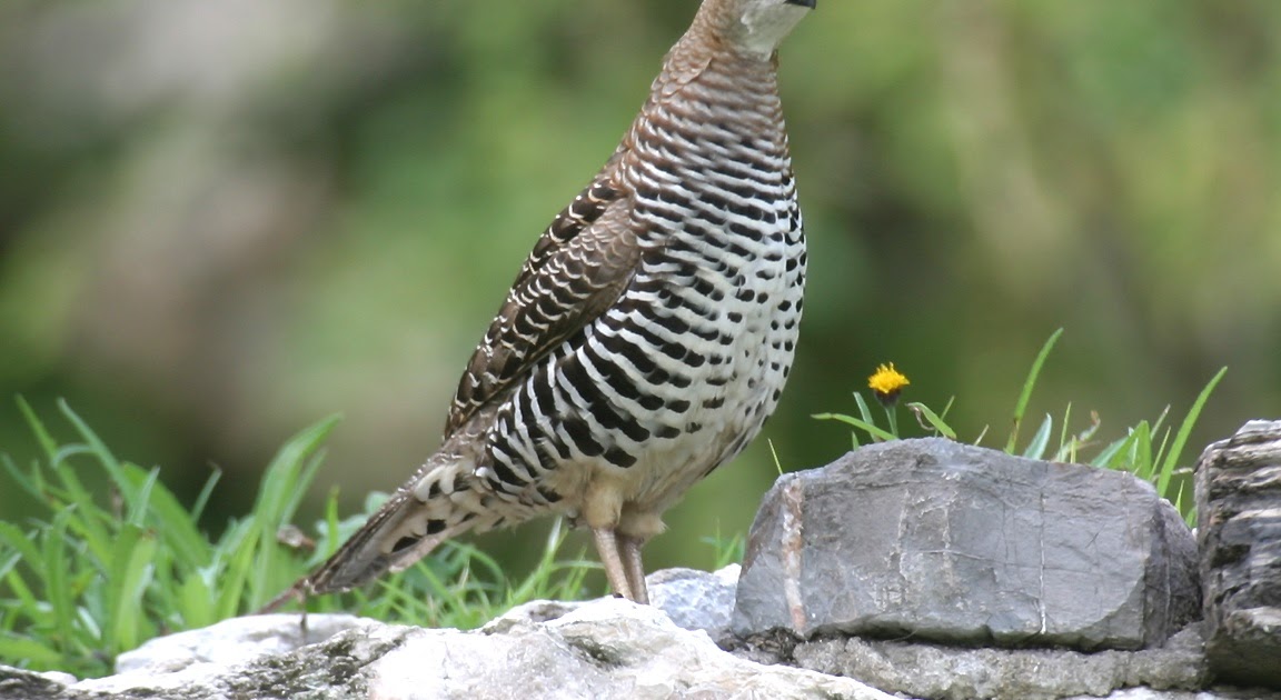 Quail The Life of Animals