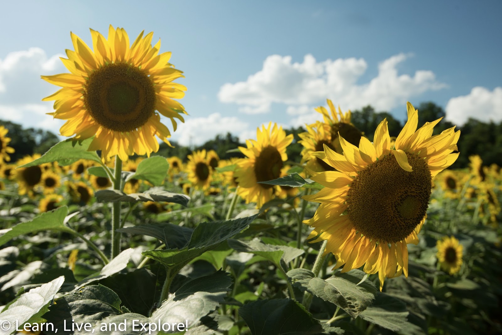 Sunflower Fields of Maryland Learn, Live, and Explore!