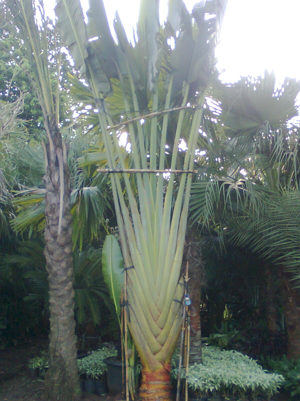PALEM | POHON PELINDUNG | PALEM BOTOL |PALEM MERAH | | LOVE GREEN