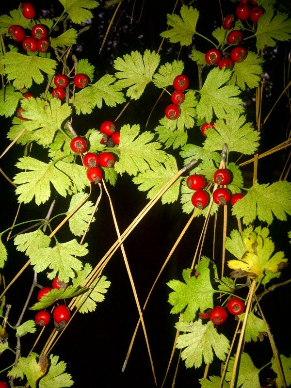 The Nature Dude hedgerow birding