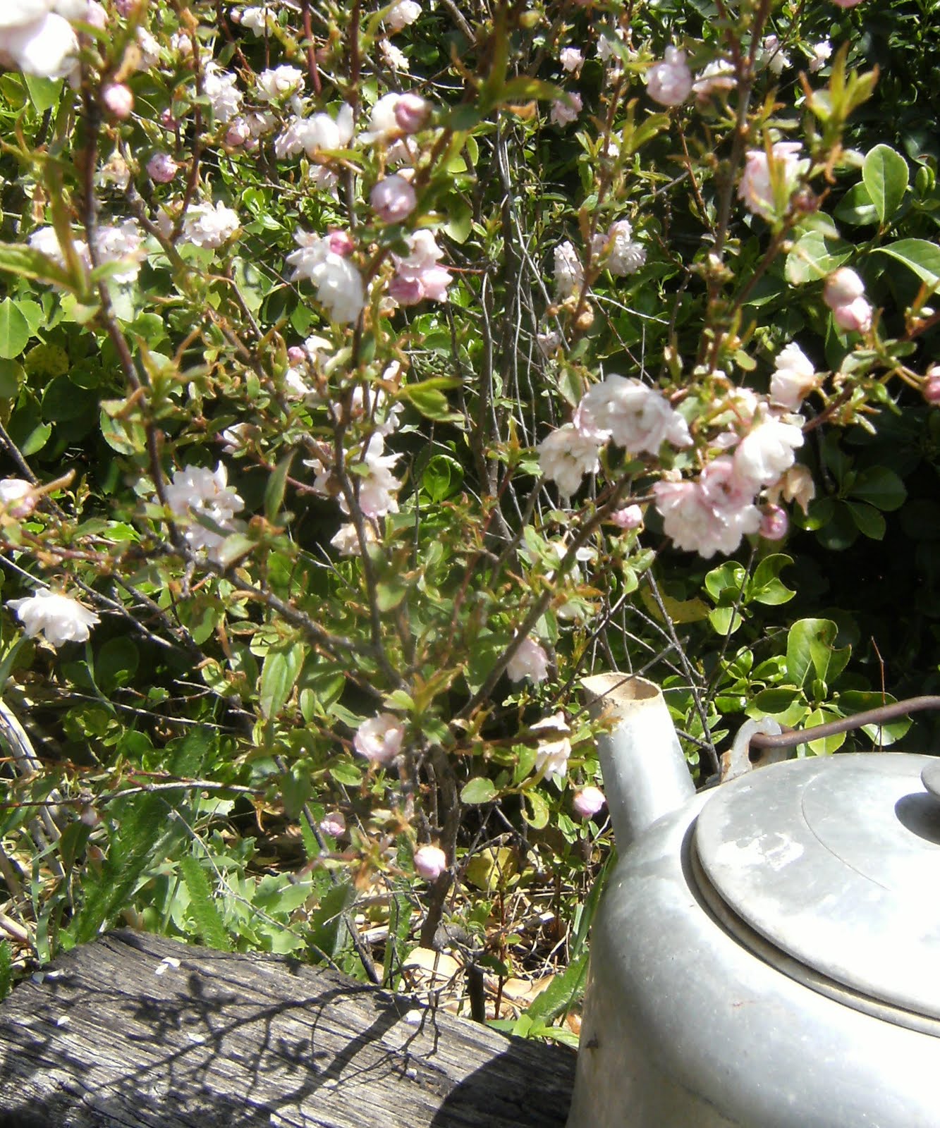 Cajun Gardening Sweet Almond Vs Flowering Almond