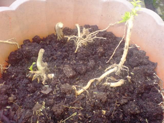 Fiction World: Perkembangbiakan Vegetatif Buatan pada Tumbuhan