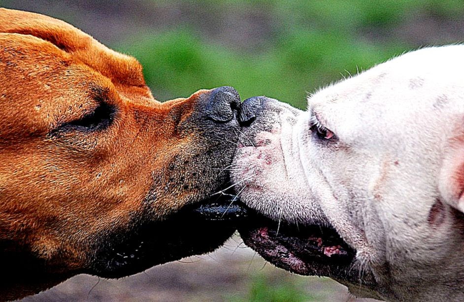 HD Wallpapers 1024x768 » Funny » Funny Doggy kissing dog hd HD Wallpapers 1024x768 » Funny » Funny Doggy kissing dog hd