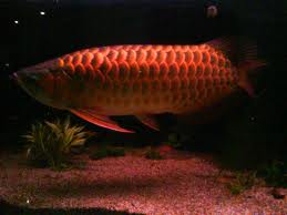fresh ornamental fish